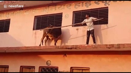 Bull walks into school in India then gets injured jumping off first floor ledge