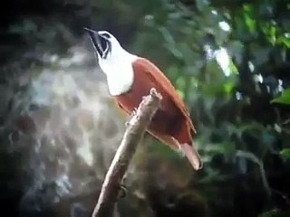 What Does It Mean To Dream About Birds?