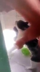 O gato que foi colocado para tomar banho mas achou que ia morrer