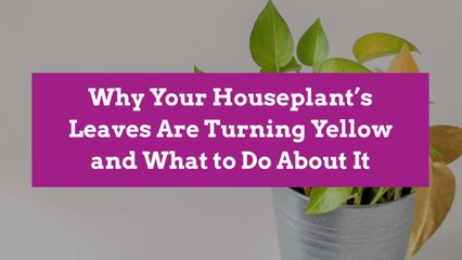 Why Your Houseplant’s Leaves Are Turning Yellow and What to Do About It