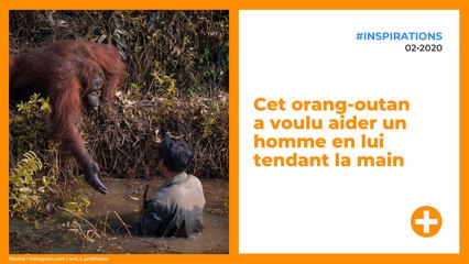 Cet orang-outan a voulu aider un homme en lui tendant la main
