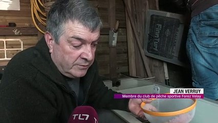 Des saumon incubés à Riorges avant de rejoindre la Loire