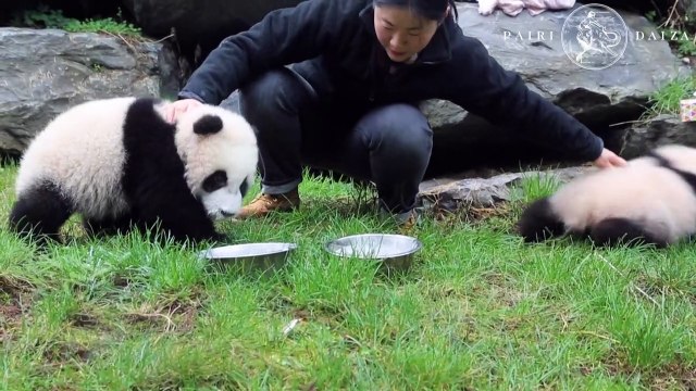 Belgique: première sortie pour les pandas jumeaux du zoo de Pairi Daiza