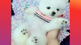 Cute Baby Animals - Cute and Funny Cat  Dog Videos Compilation P(8)  Tik Tok China