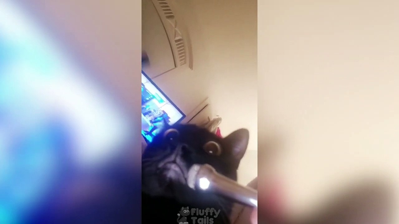 TIKTOK FUNNY CATS & DOGS  CUTE TIK TOK PETS