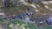 Wolf That Traveled 8,700 Miles Seeking Mate Found Dead