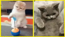 Funny Cats Videos  Try not to Laugh | Cute Cats Compilation