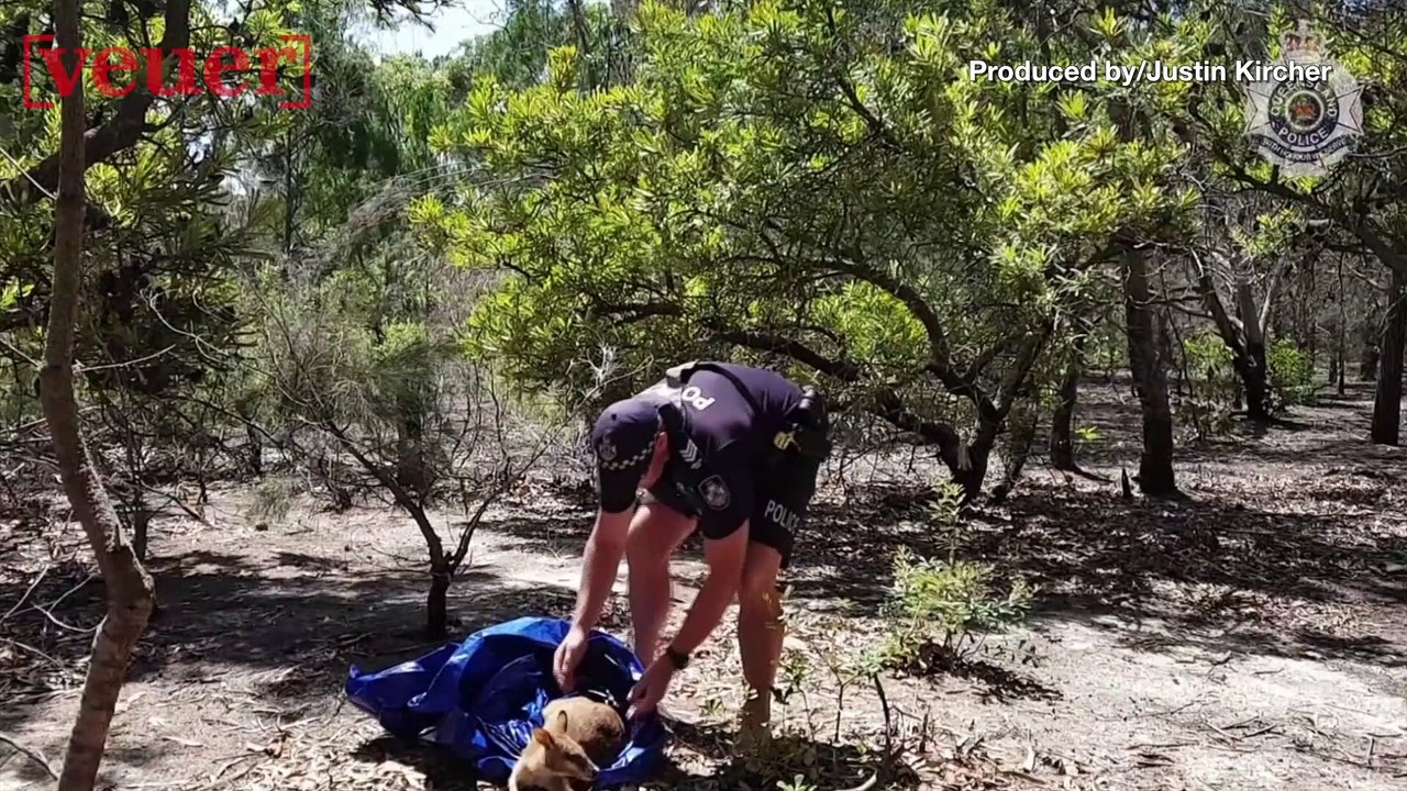 Crikey! Australian Police Save This Little Wallaby from Drowning