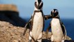 Scientists Now Claim Penguins Chatter Just Like Humans Do
