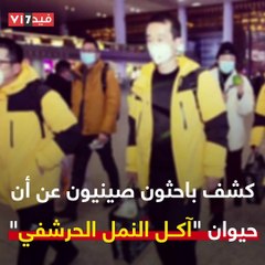 هل تناول الصينيون "آكل النمل الحرشفى" السبب فى فيروس كورونا؟