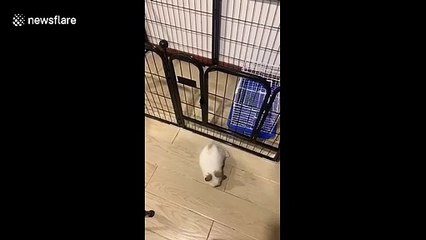 Rascally rabbit beats the rap: Bunny escapes cage with aplomb