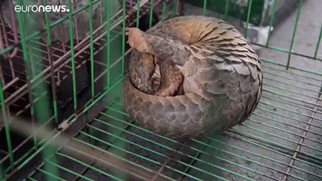حيوان البنغول قد يكون المتسبب في نقل فيروس كورونا للإنسان