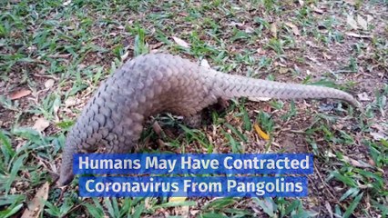 Humans May Have Contracted Coronavirus From Pangolins
