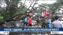 Dua Pohon Tumbang, Jalur Pantura Pasuruan Macet