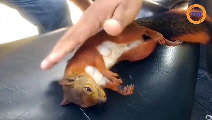 Le beau sauvetage d'un écureuil