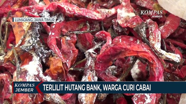 Terlilit Hutang Bank, Warga Curi Cabai