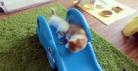 Funny Videos Kitten Compilation || Funny Kittens || Cute Kitty || Kitten Funny Videos