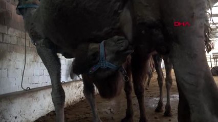 Aydın kilosu 100 tl olan deve sütüne yoğun talep