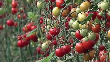 Rusya Çin ile sınırını kapattı, ihracatta artış bekleniyor