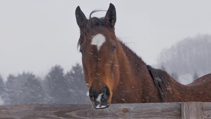 خيول جزيرة هوكايدو اليابانية ثروة تقدر بملايين الدولارات