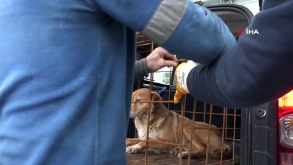 Vücudunda tümör olan köpeğin tedavisi tamamlandı