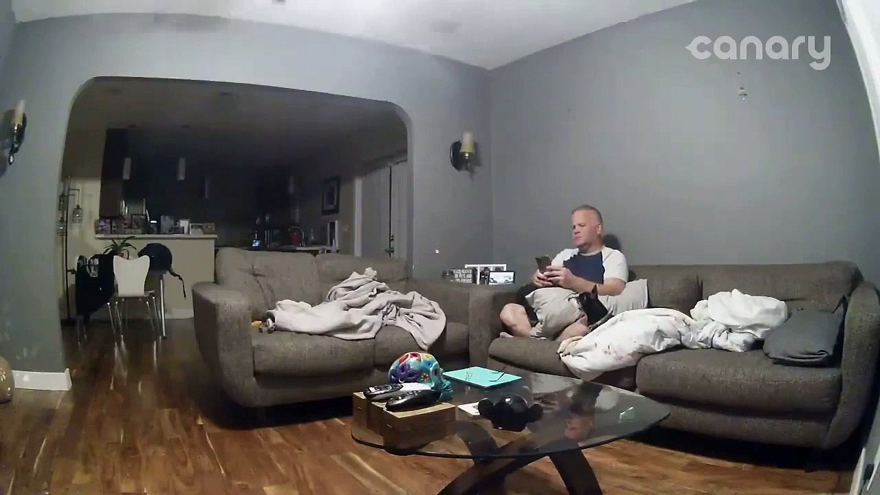 Le chien éclate la table basse en verre !