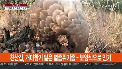 中대학 "신종코로나바이러스 박쥐→천산갑→사람 전염"