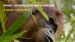 Bornéo : un orang-outan tend sa main pour « sauver » un homme