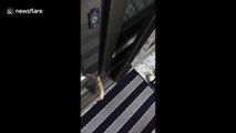 Pet cat squeezes through sliding door