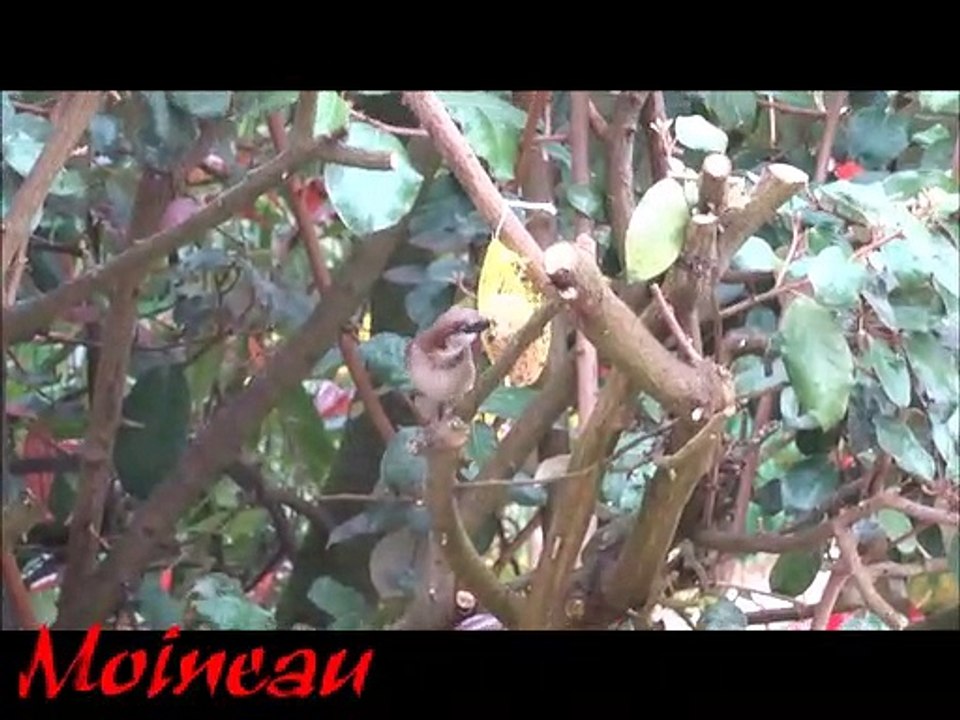 Petits oiseaux rencontrés