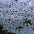 Australie: Des centaines de milliers de chauves-souris envahissent une ville