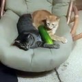 Gatos ficando com medo de pepinos