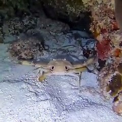 Caranguejo bonito diz oi ao mergulhador!
