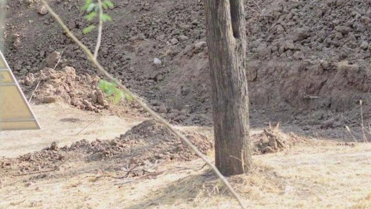 Où est le léopard ? Le nouveau casse-tête qui rend fou tout le monde