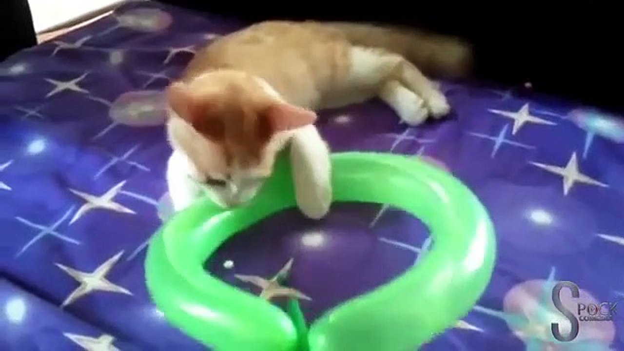 cat vs balloons