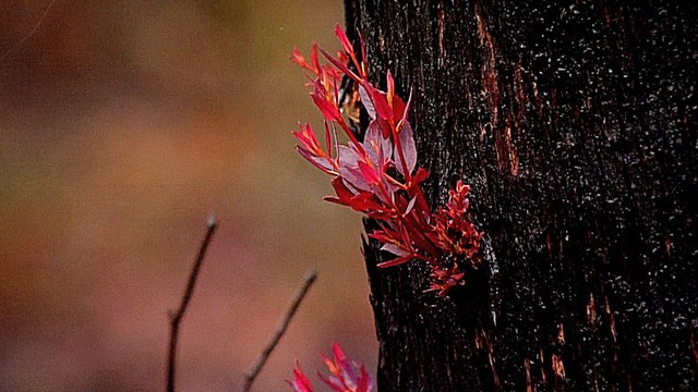 Australia bushfires: Heavy rains bring relief, pollution warnings