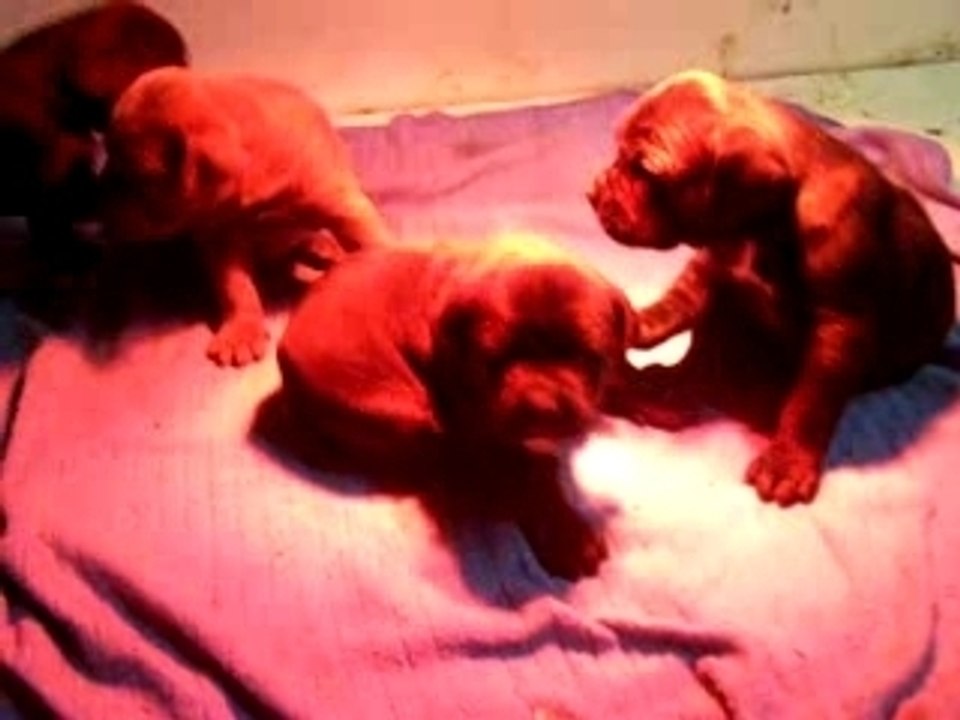 les bébés cane corso 21jours