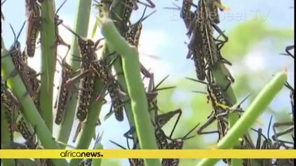 The Beginning Of Sorrows: Locusts Of Biblical Intensity