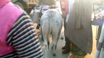 अन्ना जानवरों से लोग परेशान