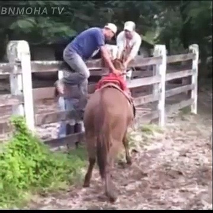 نوض على سلامتك.... وتحية خاصة لجميع مروضي الخيل