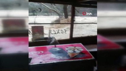 5 tonluk konteyner ev sele böyle kapıldı