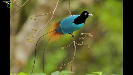 Birds-of-Paradise Project Introduction