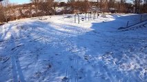 Un chien fait de la luge tout seul