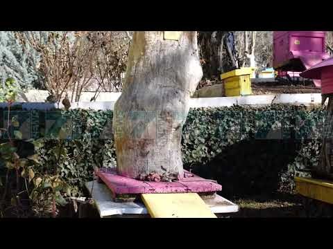 MJALTI SHQIPTAR DREJT KINES, BLEDI ÇUÇI «MBESHTETJE PER BLETARINE» - News, Lajme - Kanali 7