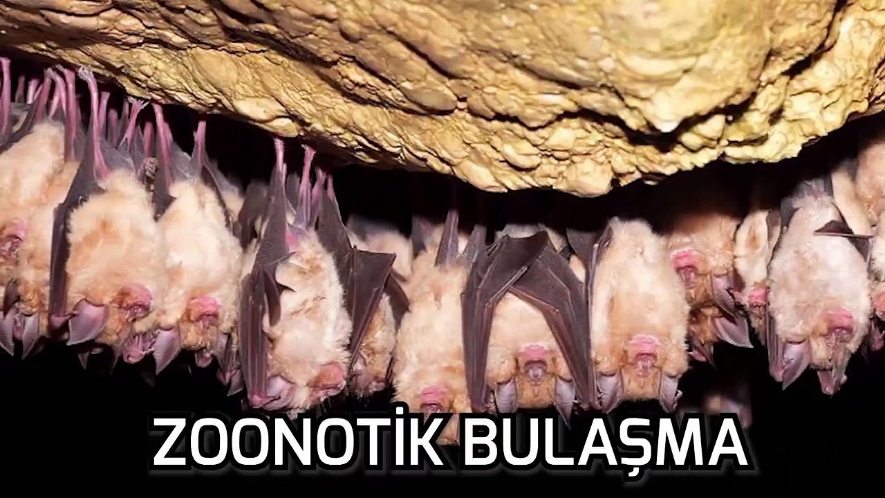 Wuhan Koronavirüs Salgını Hakkında Bilimsel Gerçekler!(2019-nCoV)