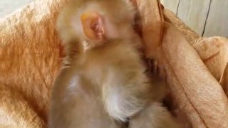 Cute baby monkey relax and play happily with 2 puppies