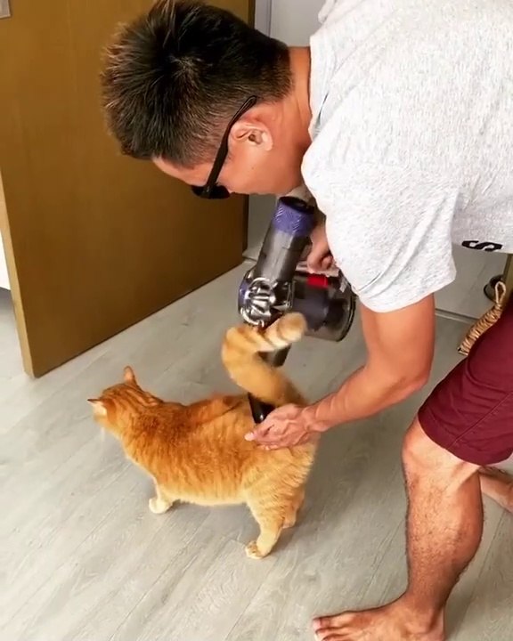 Pas besoin de brosse, ces chats adorent l'aspirateur