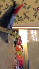 Thrill-seeking parrot slides down shower door