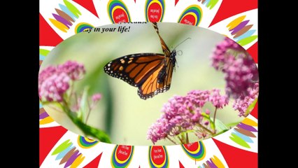 Friendship is like a butterfly, if some leave... [Quotes and Poems]