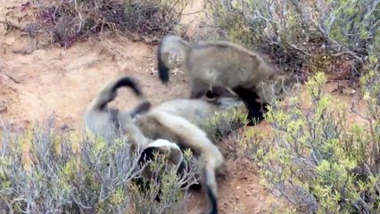 Cute Baby Bat Eared Foxes Playing